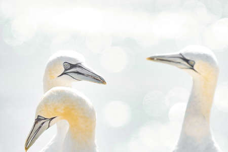 Portrait of pair of Northern Gannet, Sula bassana, Two birds love in soft light, animal love behavior. Soft light in high-key.の写真素材