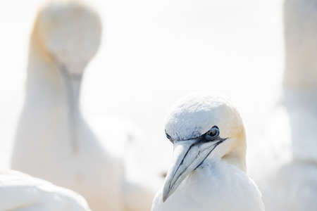 Huge Northern gannet Morus bassanus, colony with many birds on the edge of steep cliffs above the ocean. Wildlife photography, ornithology travel and tourism destination.の写真素材