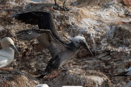 Close-up of young Northern Gannet landing in a group adult birds with spread wings, Island Helgoland, Germany.の写真素材