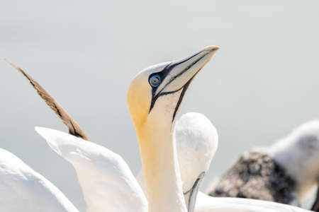 In fresh colors a huge Northern Gannet colony with many birds on the edge of steep cliffs above the...