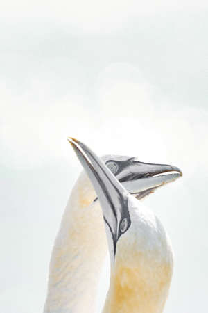 In soft light, two Northern Gannets heads welcome after landing. Nice bokeh in background.の写真素材