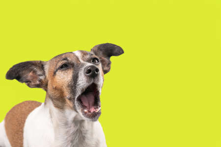 Funny Jack Russell Terrier seems to be screaming with the mouth wide open. Dog head against a lemon background, copy-space.の写真素材