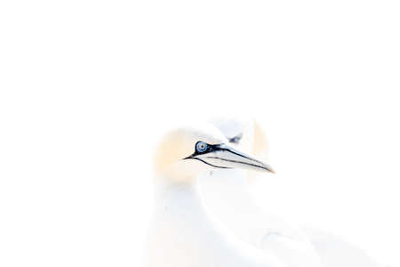 Portrait of pair of Northern Gannet, Sula bassana, Two birds love in soft light, animal love behavior. Soft light in high-key.の写真素材