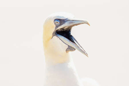 One wild bird head in the wild, Morus bassanus, Northern Gannet on the island of Heligoland on the North Sea in Germany. open mouth.の写真素材