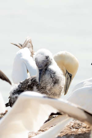 Close-up of young Northern Gannet standing in front of large adult in his breeding colony of Island Helgoland, Germany.の写真素材