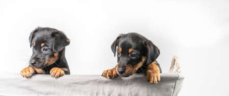 A portrait of two adorable Jack Russel Terrier puppies, in a wicker basket, isolated on a white...