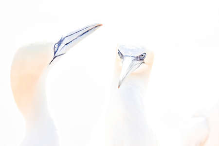 Portrait of pair of Northern Gannet, Sula bassana, Two birds love in soft light, animal love...