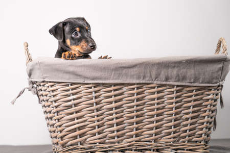 A portrait of an adorable Jack Russel Terrier puppy, in a wicker basket, isolated on a white background.の写真素材