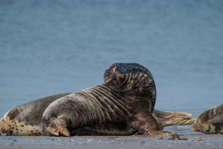 Common Seal Phoca vitulina lying on the beach, sea in background, Helgoland, Germany.
