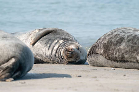 Wild Gray lazy seal colony on the beach at Dune, Germany. Group with various shapes and sizes of gray seal.の写真素材