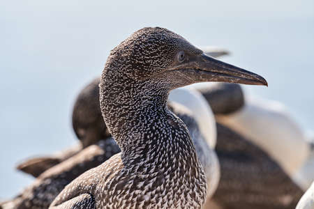 Close-up of young Northern Gannet standing in front of a group adults in his breeding colony of Island Helgoland, Germany.の写真素材