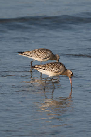 Close-up of a black-tailed godwit Limosa Limosa wader birds foraging in the water. Selective sharpness depth.の写真素材