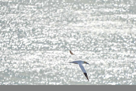 A single white and yellow gannet flies above the sea where the sun shines.