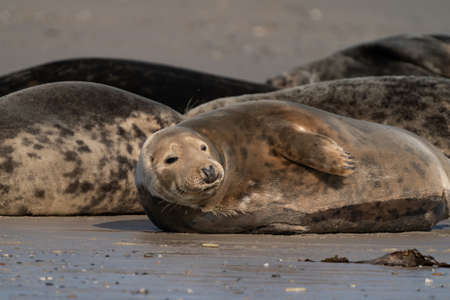 Wild Gray seal colony on the beach at Dune, Germany. Group with various shapes and sizes of gray seal.の写真素材