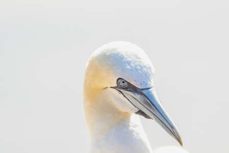 One wild bird head in the wild, Morus bassanus, Northern Gannet on the island of Heligoland on the North Sea in Germany.の写真素材