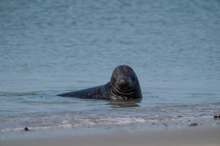One Gray Seal, swimming in the sea with head above water. On the beach inside sea waves.