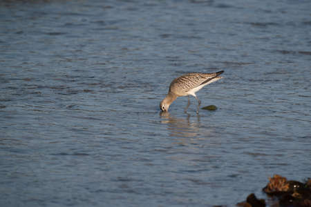 Close-up of a black-tailed godwit Limosa Limosa wader bird foraging in water.