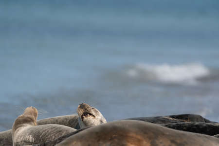 Wild Gray lazy seal colony on the beach at Dune, Germany. Group with various shapes and sizes of gray seal.の写真素材