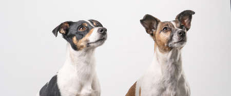 Two brown, black and white Jack Russell Terrier heads, copy space, banner or social media.の写真素材