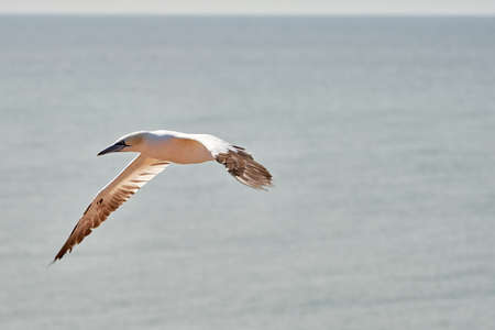 A single white and yellow gannet flies through the sky, blue, gray sea in background.