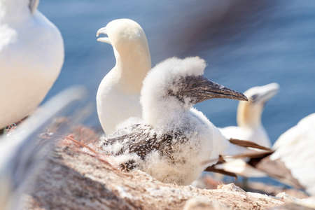 Close-up of young Northern Gannet standing in front of a group adults in his breeding colony of Island Helgoland, Germany.の写真素材