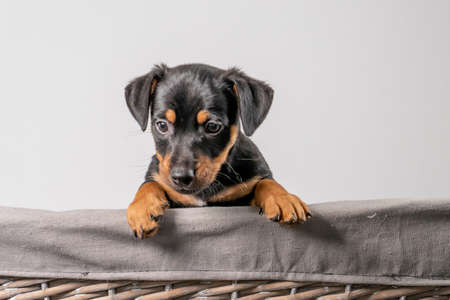 A portrait of a adorable Jack Russel Terrier puppy, in a wicker basket, isolated on a white backgroundの写真素材