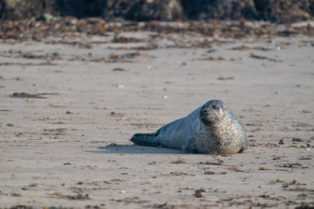One Gray Seal, Halichoerus grypus. Alone on the beach. Heligolandの写真素材