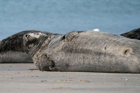 Wild Gray lazy seal colony on the beach at Dune, Germany. Group with various shapes and sizes of gray seal. Sea in backgroud.の写真素材