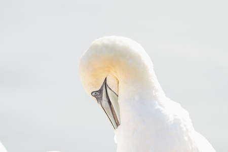 One wild bird head in the wild, Morus bassanus, Northern Gannet on the island of Heligoland on the North Sea in Germany.の写真素材
