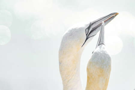 In soft light, two Northern Gannets heads welcome after landing. Nice bokeh in background.