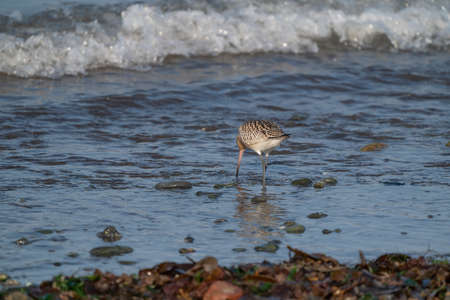 Close-up of a black-tailed godwit Limosa Limosa wader bird foraging in water. Beach in foreground.