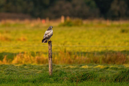 Falcon bird of prey sits in a meadow on a pole, in the sun.