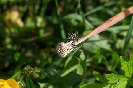 Macro photography of the overblown dandelion, natural background.の写真素材