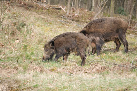 Wild pig with cute piglets eating on grassland with trees.の写真素材