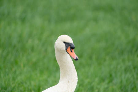 Mute swan close up of head with grass in the background.の写真素材