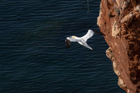 A single white and yellow gannet flies through the sky, with a dark rock in the background.