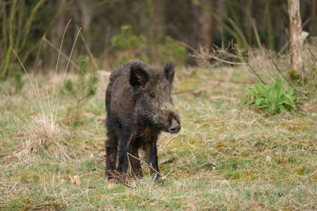 Wild boar, a cute funny piglet walking on grass, trees in backgound.