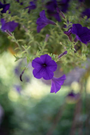 Purple hanging petunias with beautiful vintage bokeh. Retro color. Selective focus.