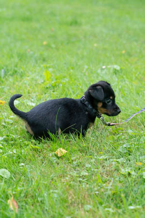 One Jack Russel Terrier puppy. Newborn dog in the grass. Baby dog looking around.の写真素材