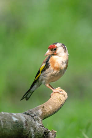 European Goldfinch, Carduelis carduelis. Looks back, sitting on a branch. Green background.の写真素材
