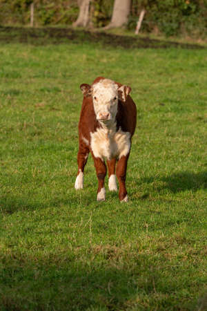 Small brown and white cow with beautiful eyes standing on a green meadow, the theme of domestic farm animals.の写真素材