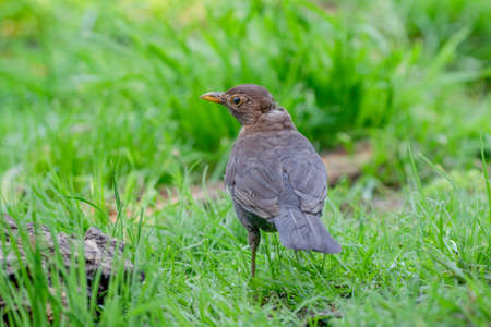 Blackbirds female plumage is standing in the grass looking for larvae.の写真素材