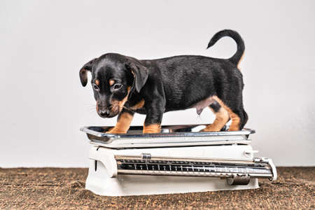 Jack Russell terrier puppy posing on a vintage white baby scale, white background. Vintage colors.の写真素材