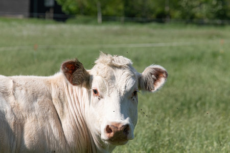 Head of a white Charolais beef cows in a green grassy pasture looking curiously at the camera.の写真素材