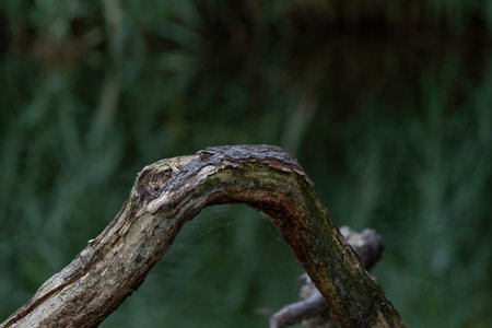 A thick curved branch against dark natural background.の写真素材
