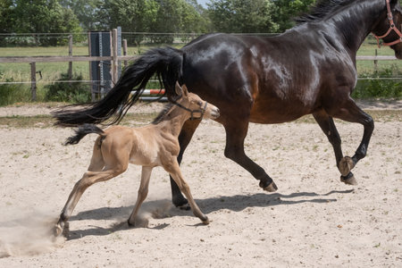Stallion foal galloped with his mother in the sand. A natural green background.の写真素材