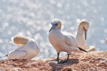A gannet stand on a rock. Bokeh sea in the background.の写真素材