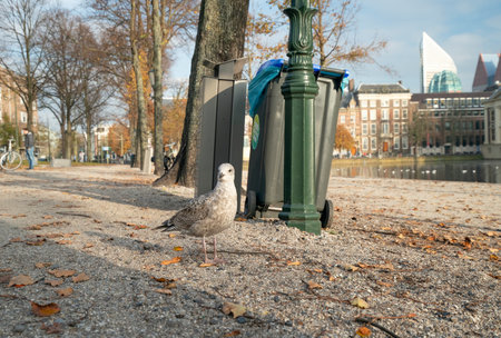 The Hague, November 10 The Hague, The Netherlands. A seagull walks to a dumpster, Covid-19 pandemic.のeditorial素材