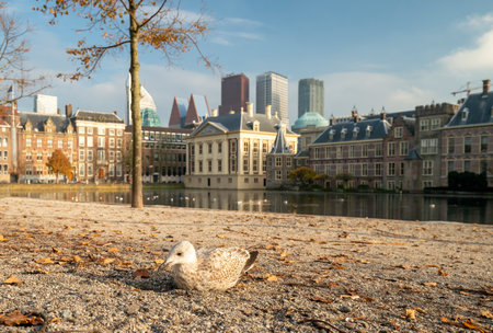 The Hague, November 10 The Hague, The Netherlands. Covid-19 brings silence to the courtyard, only seagulls, no people.のeditorial素材