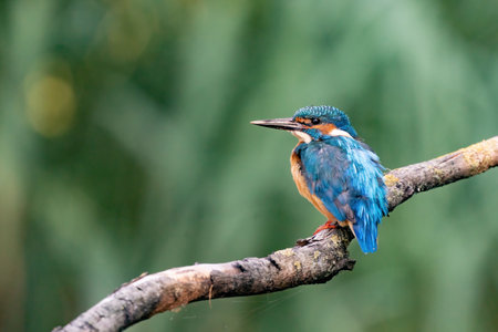 Beautiful blue Kingfisher bird, male Common Kingfisher, sitting on a branch, back profile. Nature green backgroundの写真素材